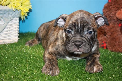 Mini Bulldog Puppies For Sale - Long Island Puppies