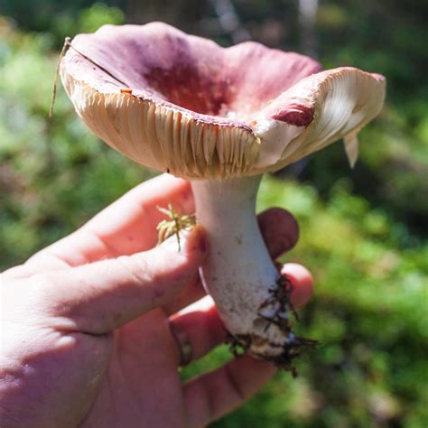 Health Benefits Of Mushroom Foraging — Book Wild Food Foraging Classes