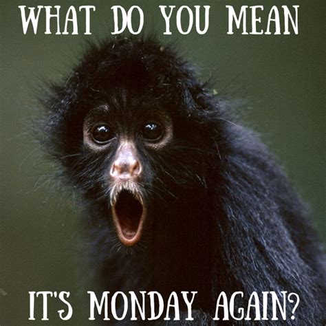 Short monkey quotes and sayings by trying often the monkey learns to jump from the tree. —african proverb even monkeys fall from trees. —chris bradford i am too much alien and not enough monkey to fit in here. —melissa st. Amazon Aid Foundation | Funny monkey memes, Monkeys funny ...