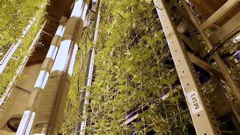 Vertical Growing: A Spatial Gardening Technique | Cannabis Industry Institute