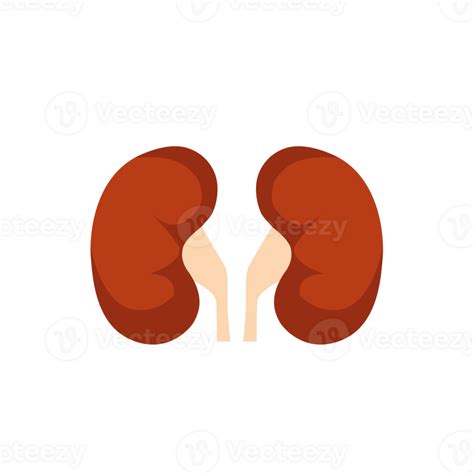Kidney Renal Flat Realistic Icon Human Kidney Organ Icon Anatomy