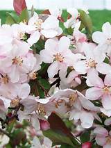 The fastest growing quality evergreen why thuja green giants? 13 of the Most Colorful Crabapple Trees for Your Yard ...