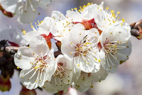Apricot Tree Flowers With Soft Focus Spring White Flowers On A Tree