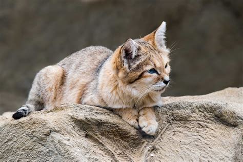 Maybe you would like to learn more about one of these? 8 Fascinating Facts About the Sand Cat