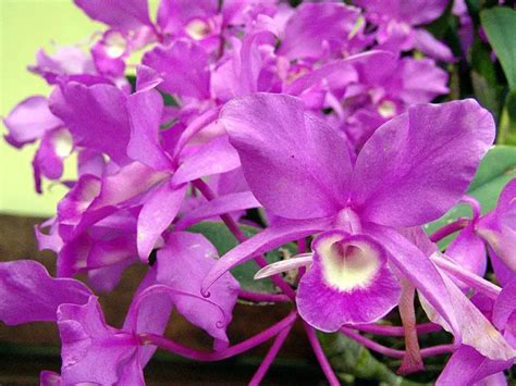 Guaria Morada National Flower Of Costa Rica ⋆ The Costa Rica News