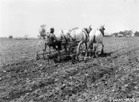 Horse Drawn Cultivator Photograph Wisconsin Historical Society