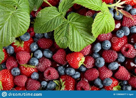 Berries Closeup Colorful Assorted Mix Stock Image Image Of Berry