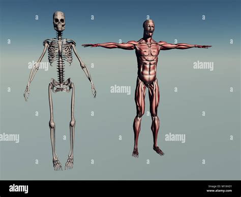 Anatomia Corpo Umano Maschile Immagini E Fotografie Stock Ad Alta