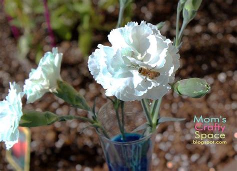 The color changing flowers are a powerful hands on learning tool for students of all ages. Simple Science: Color Changing Carnations - Happiness is ...