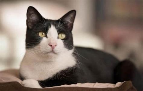 Tuxedo Cat Facts Genetics And Personality Pet Care Stores