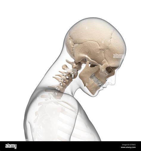 Cranio Umano E Le Ossa Del Collo Computer Grafica Foto Stock Alamy