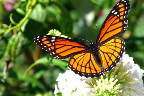 Santuarios De La Mariposa Monarca Todo Lo Que Debes Saber Tips