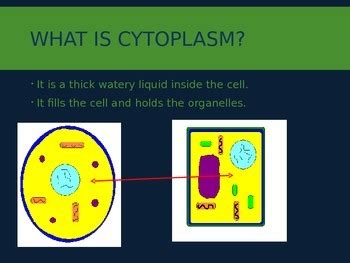 Plant and animal cell parts ppt. 5th Grade Plant and Animal Cells PowerPoint by Raven ...