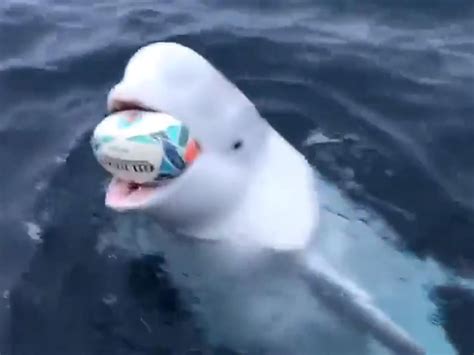 Beluga Whale Seen Playing Catch In Viral Video ‘may Have