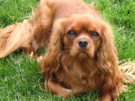 The cavalier king charles spaniel wears his connection to british history in his breed's name. Cavalier King Charles Spaniel wallpaper | 2048x1536 | #58183
