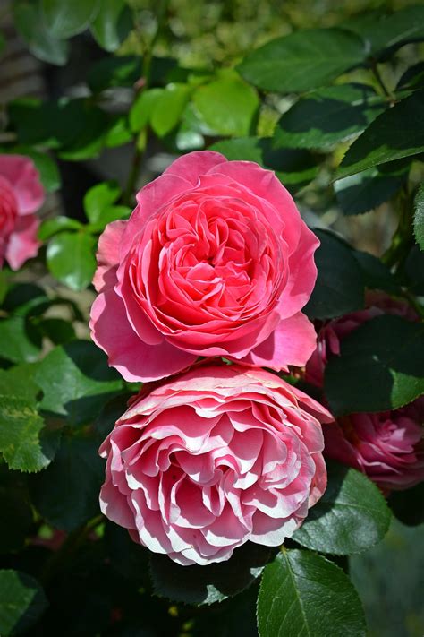 Rose Blossom Bloom Pink Free Photo On Pixabay