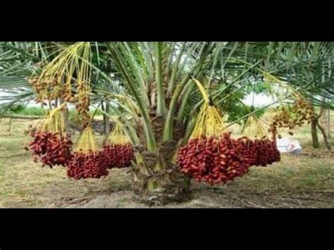 Buah cara menanam dan teknik budidaya tanaman page 2 mangga dalam pot aneka hias (ath) buat tabulampot durian agar pohon cepat rahasia anggur berbuah youtube kelengkeng tabulapot didit arifin basri. Cara Mudah Tanam Biji Kurma Sampai Tumbuh - YouTube