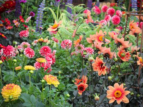 How To Plant And Grow Dahlias Seed Pantry Blog