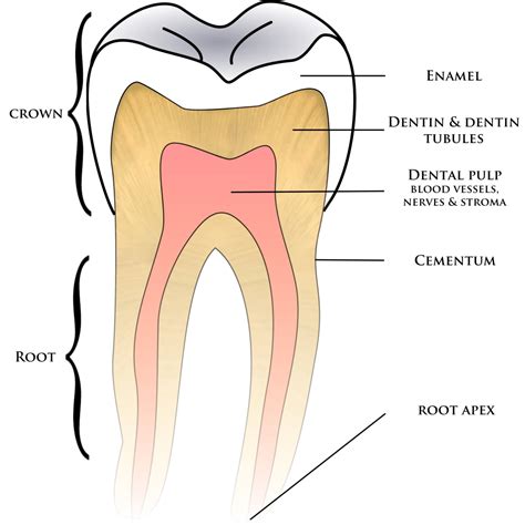Dental And Oral Anatomy Star Dental Assisting School