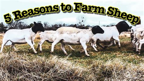 5 Reasons To Farm Sheep Youtube
