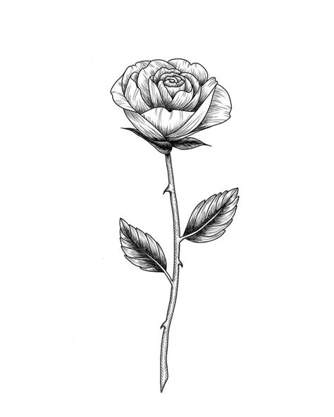 A Black And White Drawing Of A Rose With Two Leaves On Its Stem