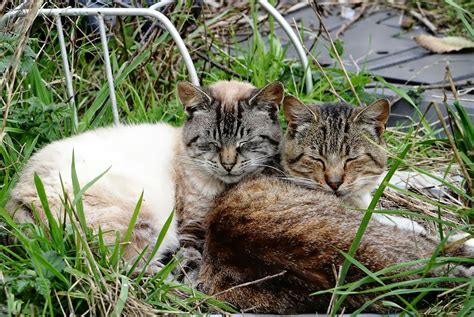 The Feral Life Compassion Cats Friends Feral Cat Day