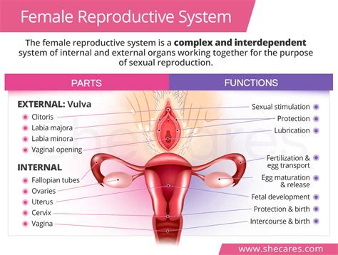 Female Parts Of Reproductive System Female Reproductive System