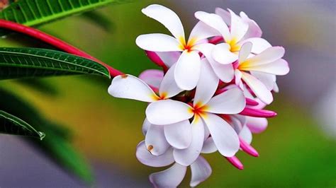 Gambar Bunga Kamboja Tercantik Di Dunia Gambar Bunga