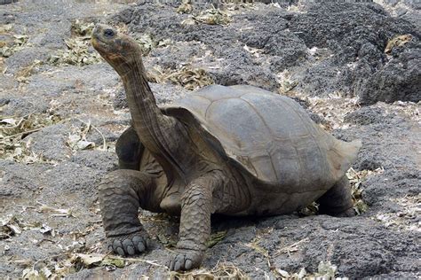 Offiziell archipiélago de colón) sind ein archipel im östlichen pazifischen ozean. Galapagos-Riesenschildkröte - Schöpfung