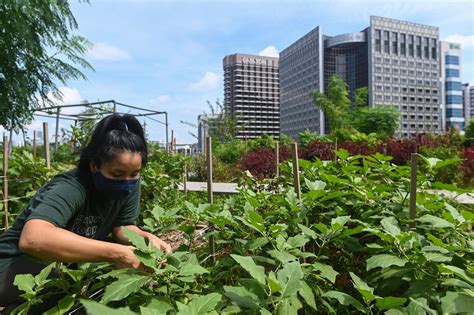 Singapores Investment In Urban Farming Isnt Just Trendy Bloomberg