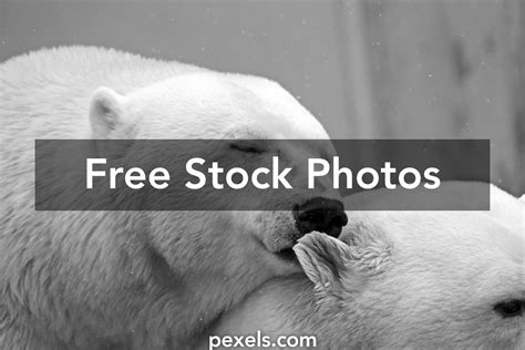 1000 Beautiful Animals Photos Pexels · Free Stock Photos