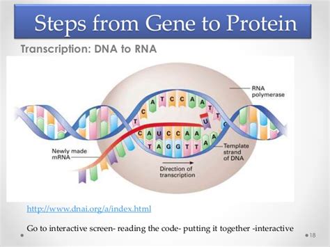 Dna is transcribed into mrna. Form gene to protein and bingo