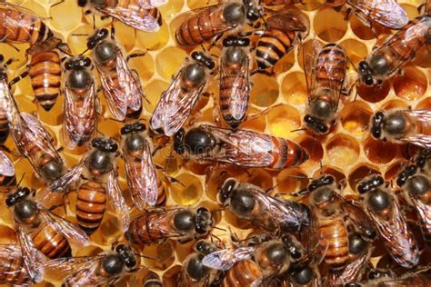 Queen Bee Surrounded By Bees Royal Jelly In Queen Cell Bees And Queen