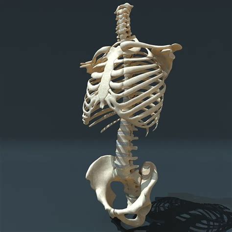 Torso Skeleton 3d 3ds In 2020 Skeleton Photo Skeleton Anatomy Bones