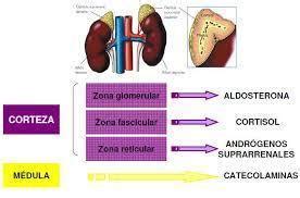 Suprarrenal Aldosterona Y Andr Genos Mind Map