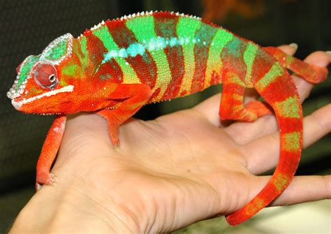 One Of Our Gorgeous Male Panther Chameleons Here At The Lllreptile Breeding Center Cool Pets
