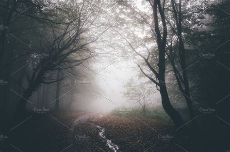 Haunted Forest Path With Fog High Quality Nature Stock Photos