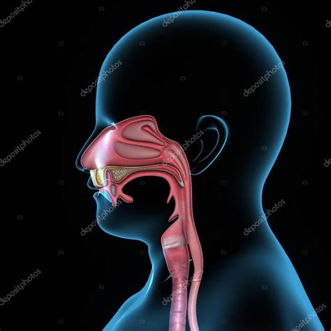 Mouth Anatomy — Stock Photo © Sciencepics 63100499