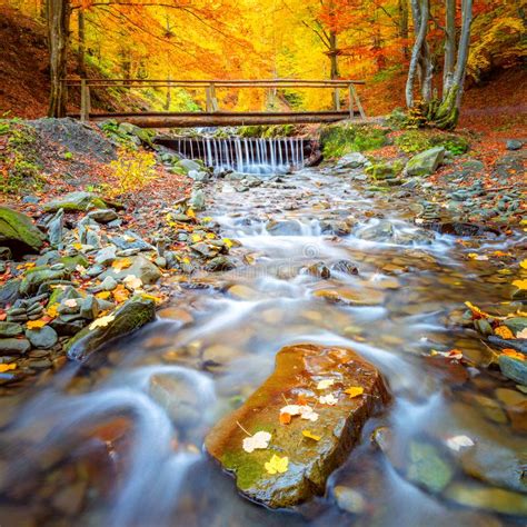 Autumn Fall Road Landscape Trees Tunne And Magic Light Stock Image