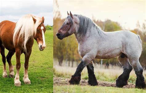 Find The Most Strongest Horses Breed In The World Ever