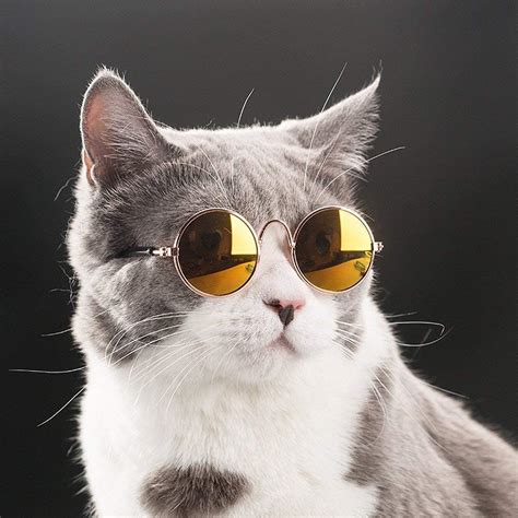 Cute Cat With Glasses Ubicaciondepersonascdmxgobmx