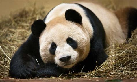 How Many Years Do Pandas Live Parote