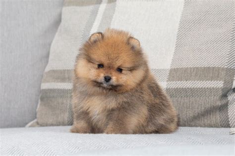 X Small X Fluffy Pomeranian Puppy Boy For Sale In Putney London