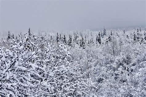 Snow Covered Forest In Anchorage Alaska Alaska Public Media