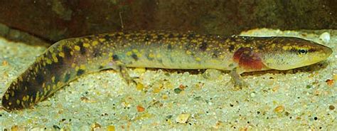 Mudpuppies Waterdogs Dont Bark Animal Pictures And Facts