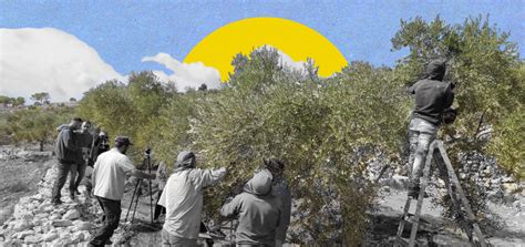 موسم قطف الزيتون كيف يعاني المزارع الفلسطيني في حصاد أرضه؟