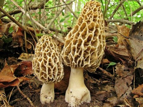 7 Common Edible Mushrooms In Missouri Foragingguru