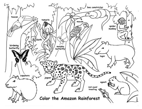 Amazon Rainforest And Wildlife Labeled Coloring Nature