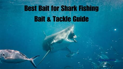Best Bait For Shark Fishing Tackle And Bait Guide