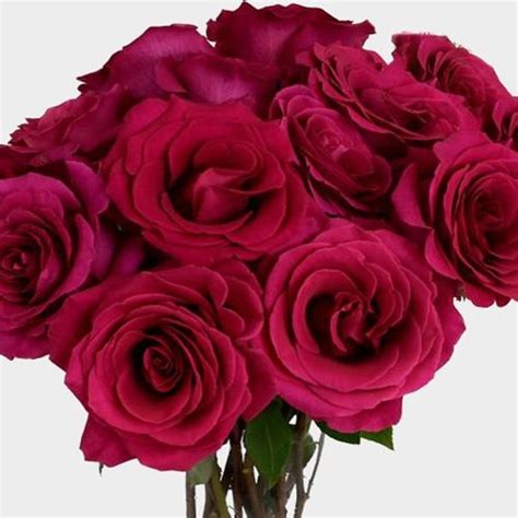 Rose Pink Floyd 50cm Wholesale Blooms By The Box